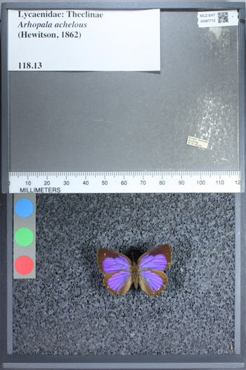 Media type: image;   Entomology 67712